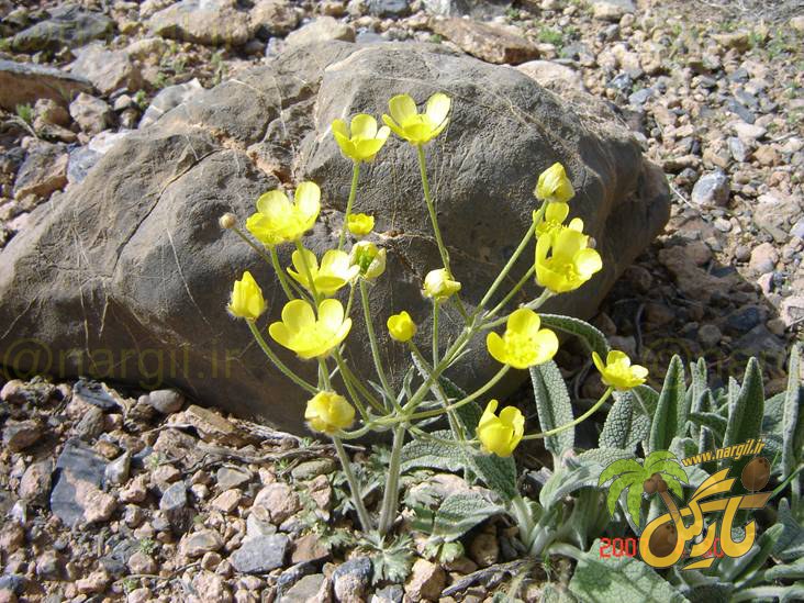 Meadow Buttercup